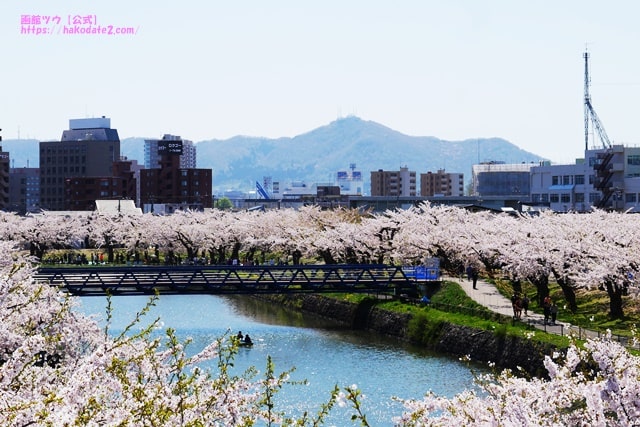桜の向こうに見える函館山