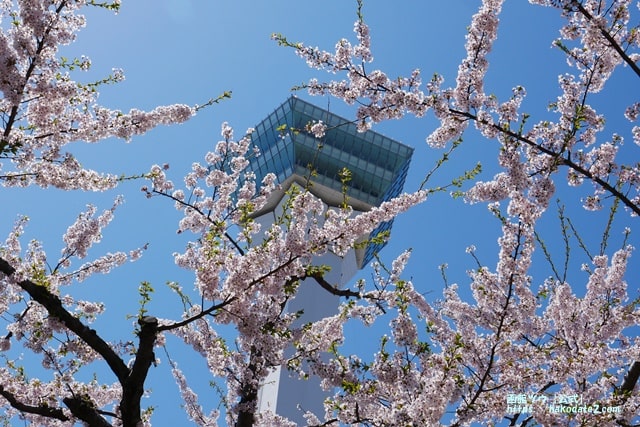 桜の季節の五稜郭タワー