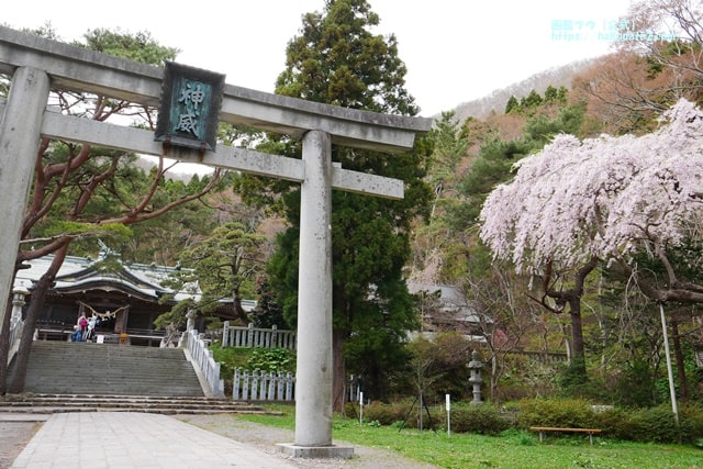 函館八幡宮と桜