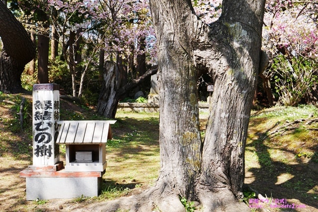 松前神社の縁結びの木