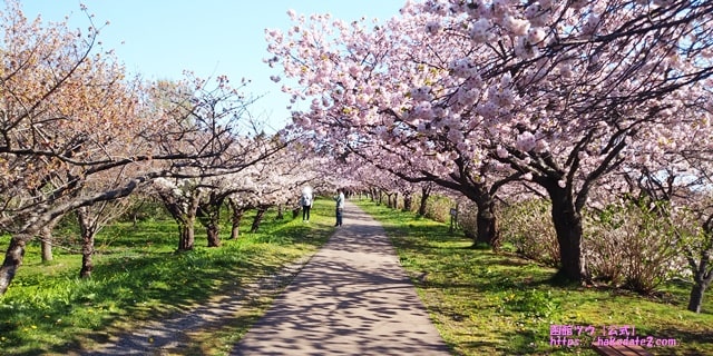 松前城公園の桜のトンネル