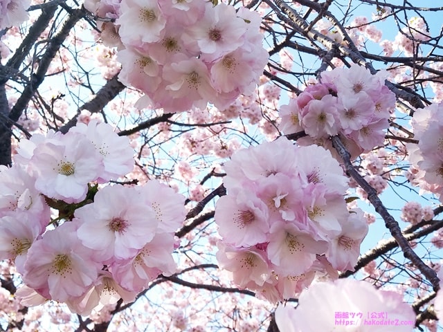 ピンクの八重桜（南殿桜）